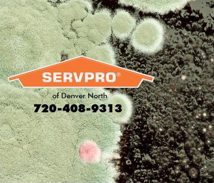 A closeup of several species of mold are shown colonizing.
