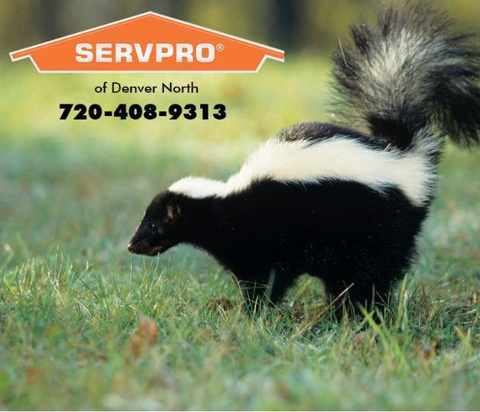 A skunk is shown.